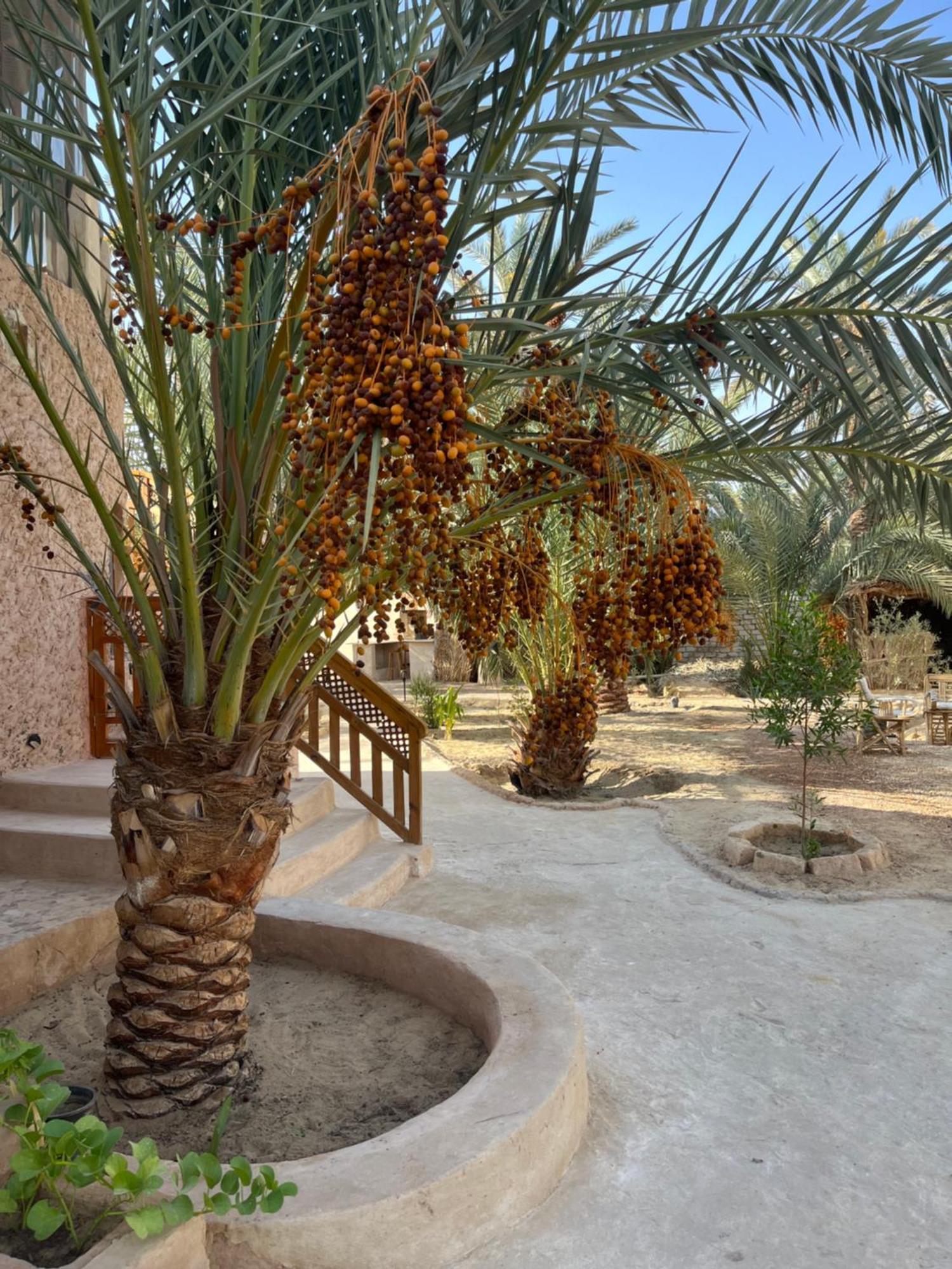Siwa Spot Apartment Siwa Oasis Exterior photo